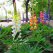 IMG_2547