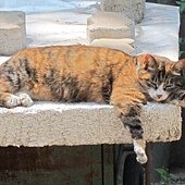 IMG_4881