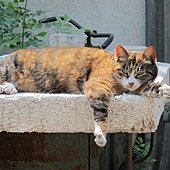 IMG_4887