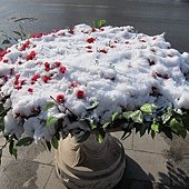 IMG_9282