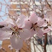 IMG_9922