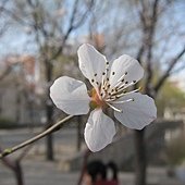 IMG_9968