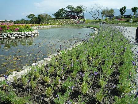 池上花海行003.JPG