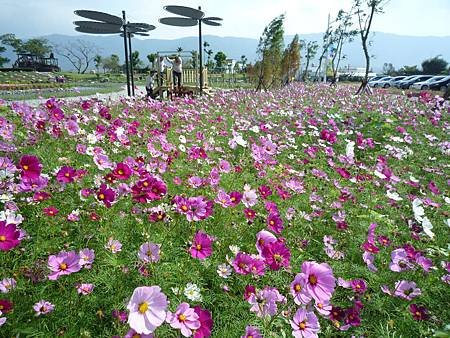 池上花海行008.JPG