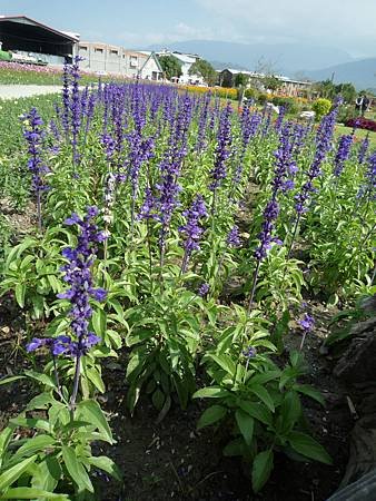 池上花海行020.JPG