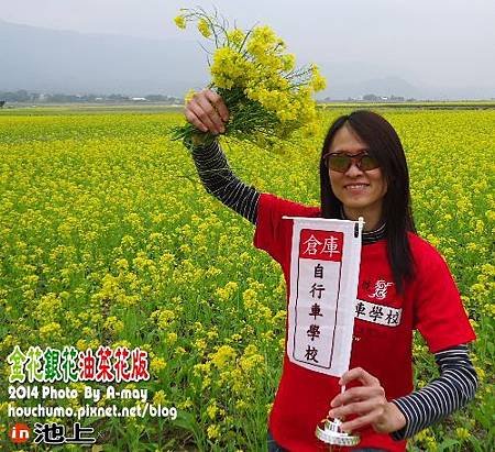 BC231  倉庫與油菜花06