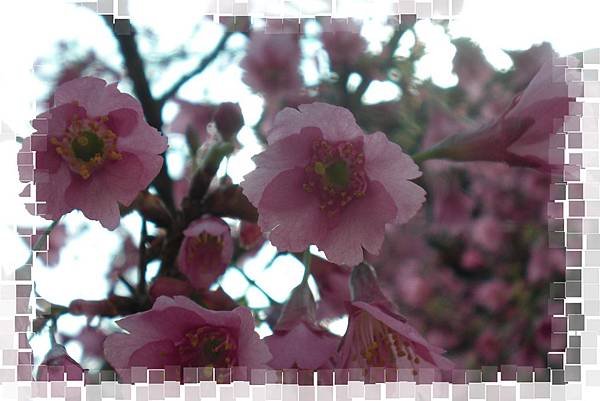CIMG0681(001).jpg