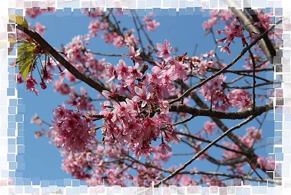 IMG_0190(001).jpg