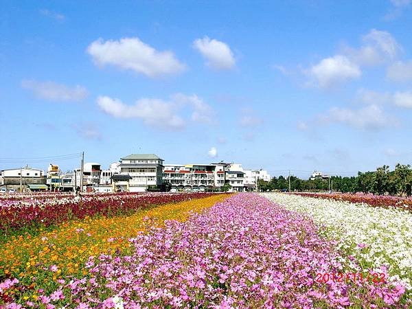 橋頭花田