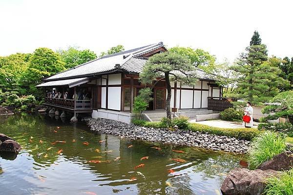 池中好多錦鯉