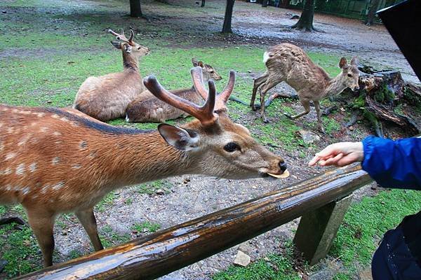 媽媽也來試試餵食