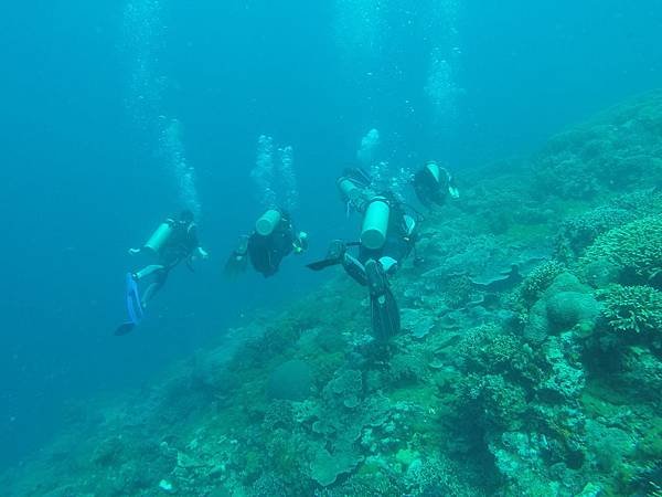 apo island diving.JPG