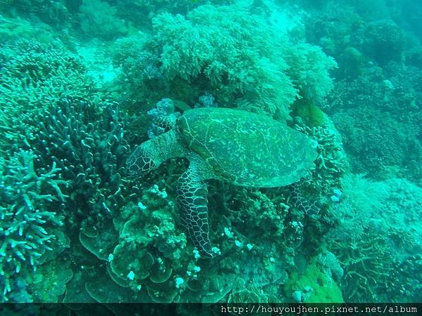 apo island turtle.JPG