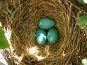 robin&apos;s egg