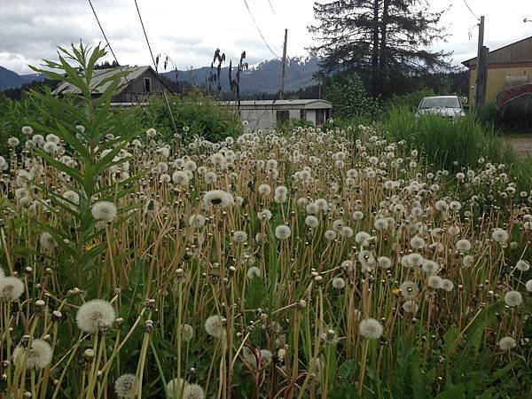 阿拉斯加州、冰峽 Icy Strait Point 2016