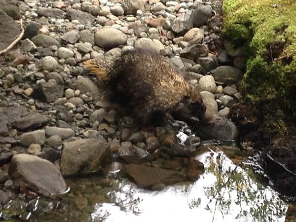 朱諾 Juneau 2016.05.24.〈阿拉斯加 郵輪行