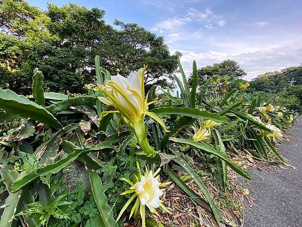 小百岳＃005 新北市觀音山 2021/07/23