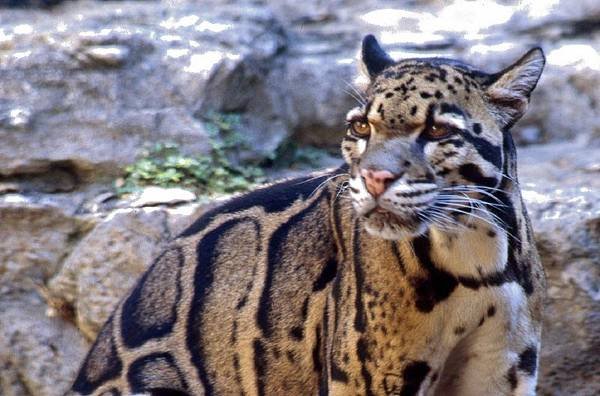 Clouded_leopard.jpg