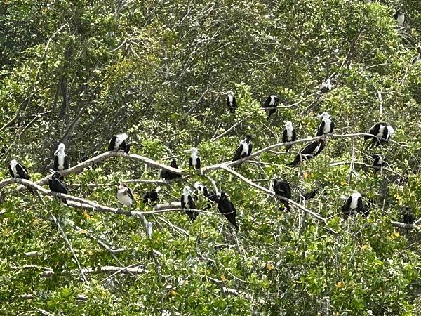 哥斯大黎加 蓬塔雷納斯 Puntarenas, Costa 