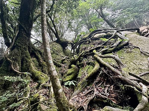 小百岳＃034 苗栗加里山（鹿場登山口） 2023/06/2