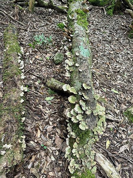 小百岳＃034 苗栗加里山（鹿場登山口） 2023/06/2