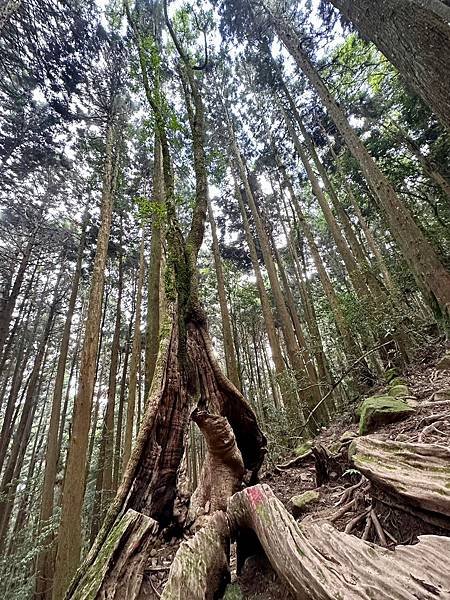 小百岳＃034 苗栗加里山（鹿場登山口） 2023/06/2