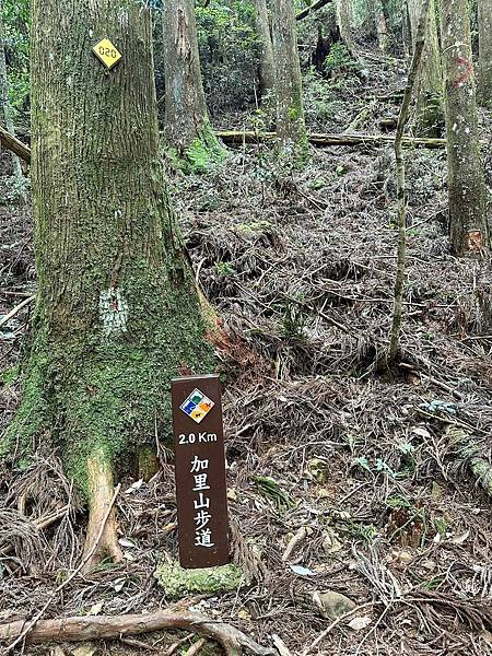 小百岳＃034 苗栗加里山（鹿場登山口） 2023/06/2