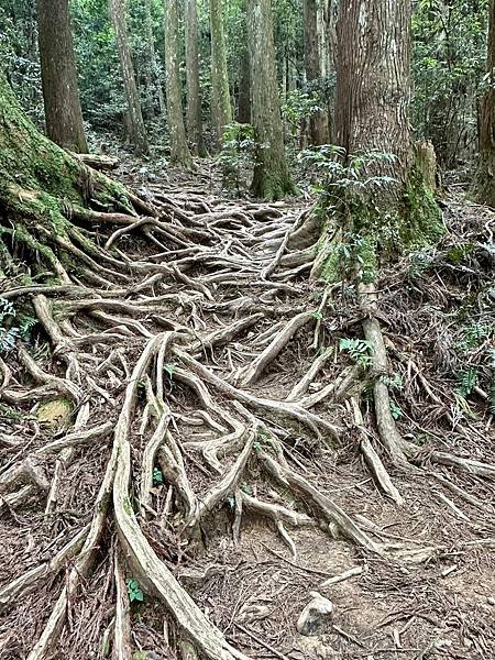 小百岳＃034 苗栗加里山（鹿場登山口） 2023/06/2