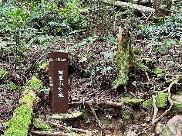 小百岳＃034 苗栗加里山（鹿場登山口） 2023/06/2