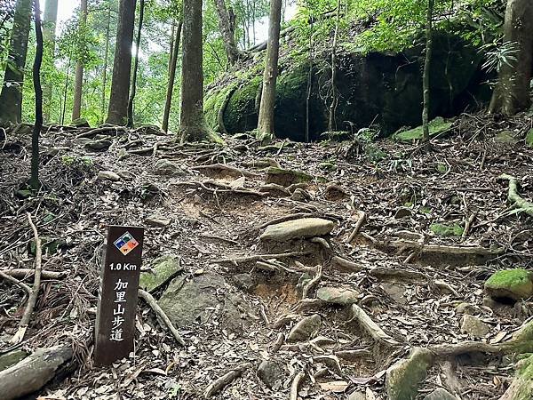 小百岳＃034 苗栗加里山（鹿場登山口） 2023/06/2