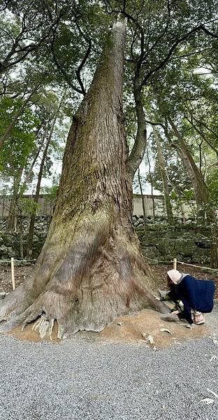 三重縣 伊勢神宮、伊勢夫婦岩、（日本三重家族遊 2024/0