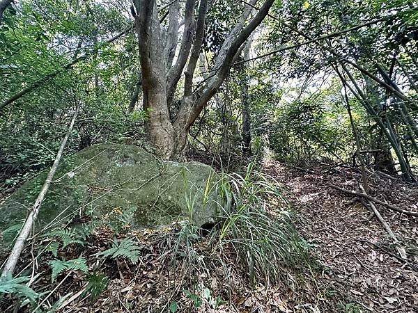 觀音山國家風景區 牛港稜步道、廖添丁步道、林梢步道 2024