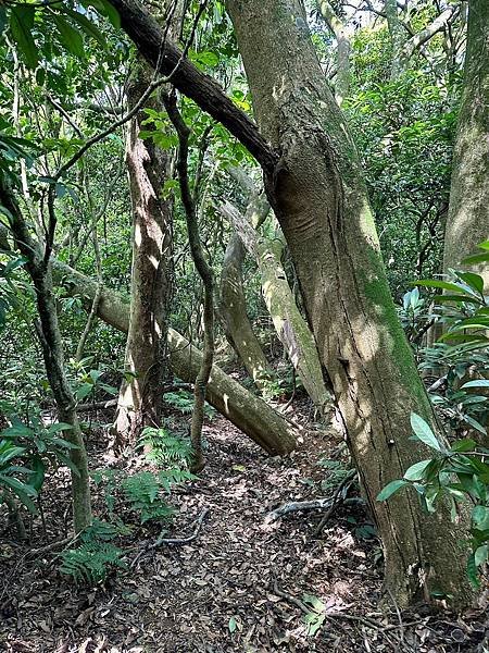 觀音山國家風景區 牛港稜步道、廖添丁步道、林梢步道 2024