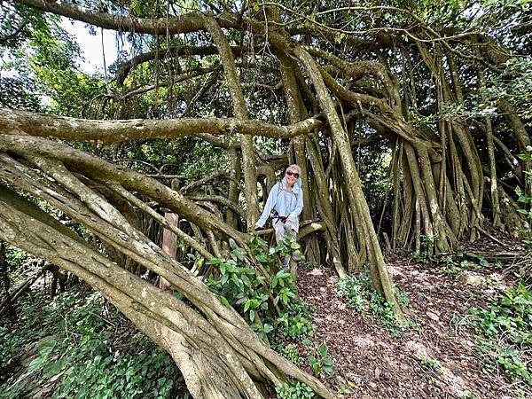 北柴山 馬卡道澤蟹、泰國谷、一簾幽夢、半龜蛇 2024/05