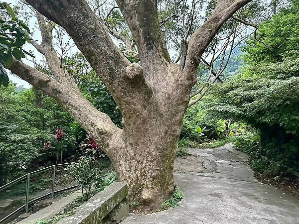 新北觀音山 硬漢嶺、盤絲一尖、二尖、凌雲尖、大崩壁〈台灣百大