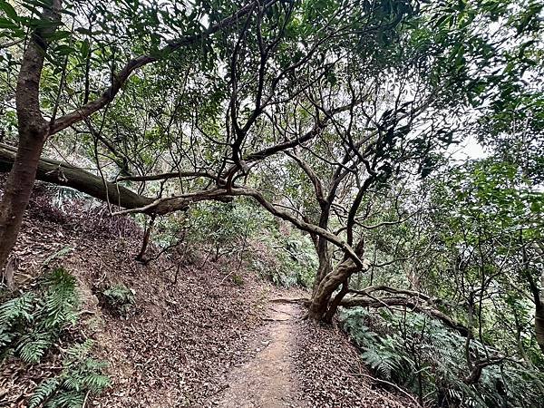 元旦輕裝上登福州山、中埔山，下富陽公園 登遊誌 2024/0