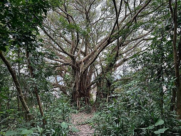 元旦輕裝上登福州山、中埔山，下富陽公園 登遊誌 2024/0