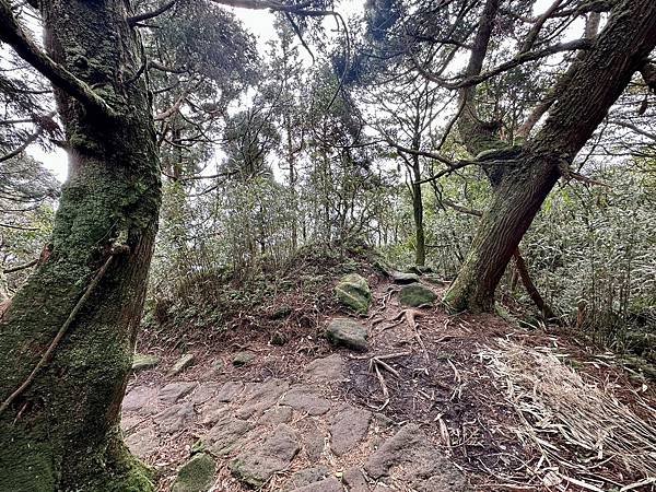 七星山主、東峯，七星公園（苗圃進出）2025/01/07