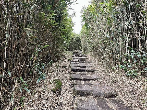 七星山主、東峯，七星公園（苗圃進出）2025/01/07