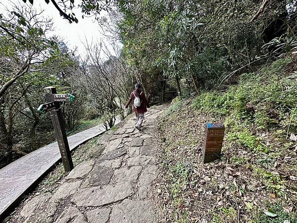 七星山主、東峯，七星公園（苗圃進出）2025/01/07