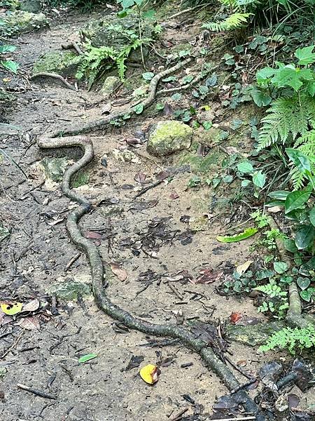 柴山泰國谷、迴旋谷、大深谷生態遊 2025/06/06