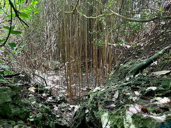 柴山泰國谷、迴旋谷、大深谷生態遊 2025/06/06