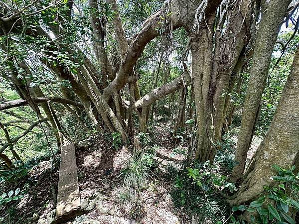 柴山泰國谷、迴旋谷、大深谷生態遊 2025/06/06