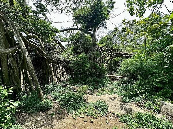 柴山泰國谷、迴旋谷、大深谷生態遊 2025/06/06