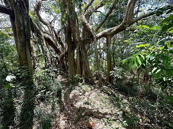 柴山泰國谷、迴旋谷、大深谷生態遊 2025/06/06