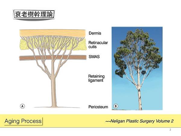 [抗老新知] &quot;姊，你真的老到”骨子&quot;裡去了？！”～談老化的全面性過程-2