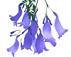 藍花楹3-1.png