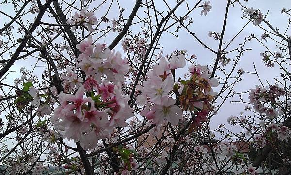 WP_20130313_023