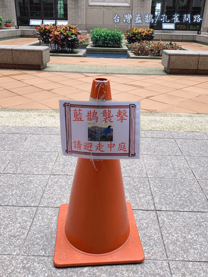 台灣藍鵲會襲擊行人? 金派逆?傳聞鳥界8+9｜繁殖季節、型態、分布、叫聲｜天界之舟 行善濟世