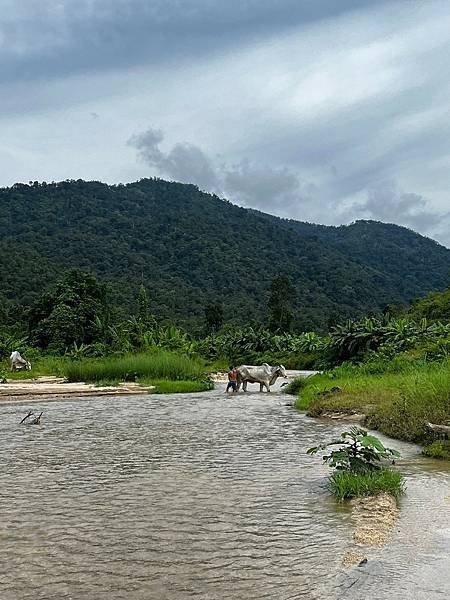 【柬埔寨】在柬埔寨親近大自然 (順手介紹在地嚮導)